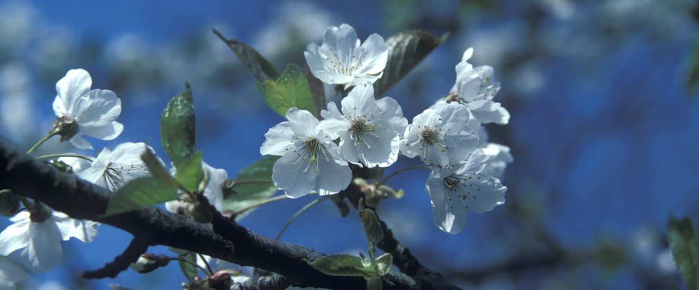 Wild cherry | Tree species | Forestry England